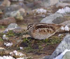Хараалж (Өнчин хараалж)